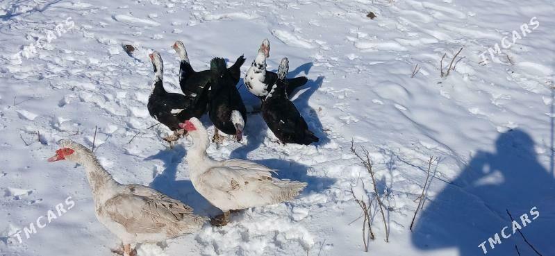 Indautga ordek - Gökje - img 1