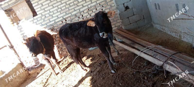 tüwe - Бабадайхан - img 1