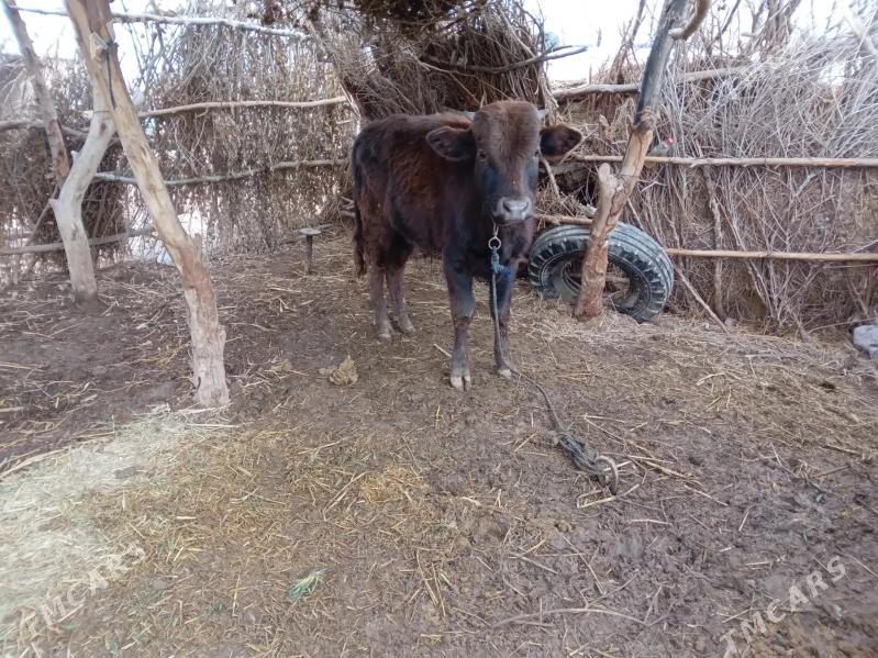 okuz - Babadaýhan - img 1