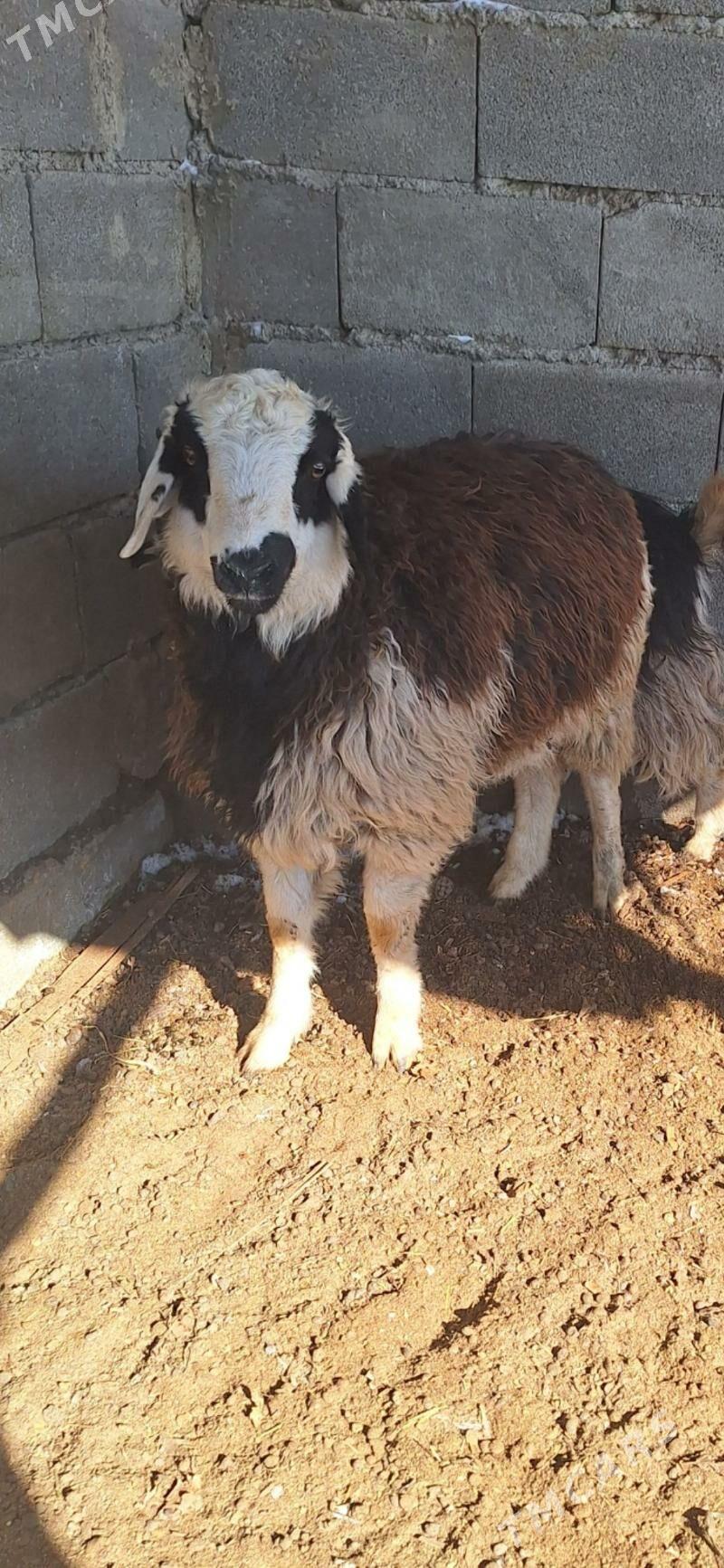 ggoc - Бахарден - img 1