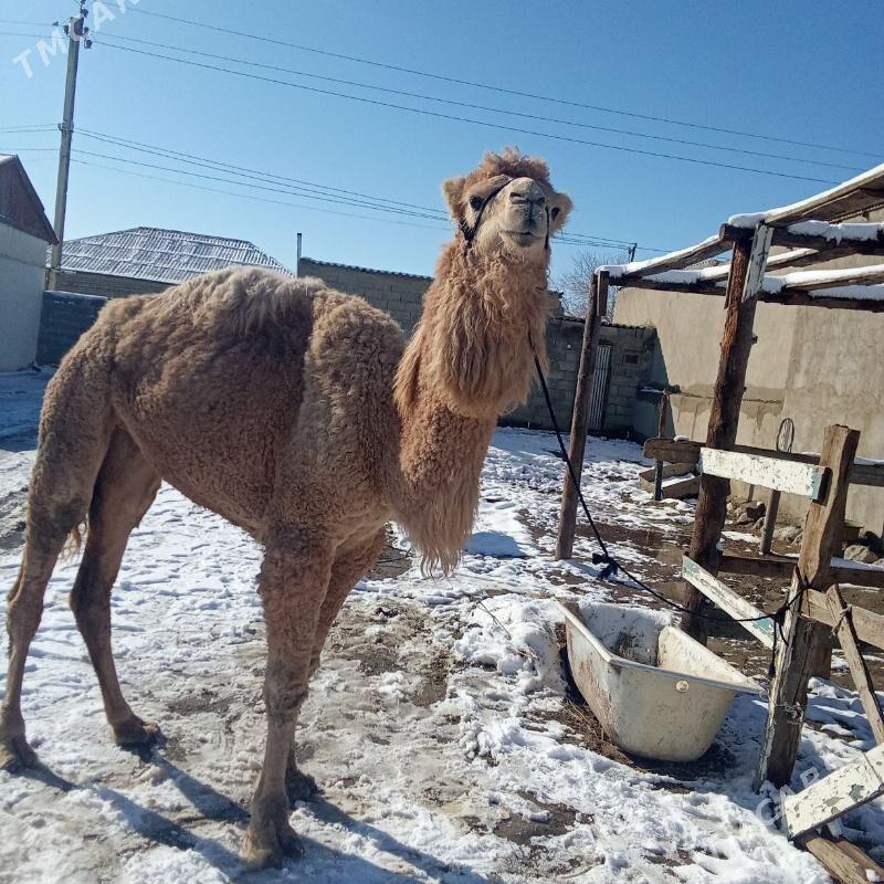 duye - Bäherden - img 1