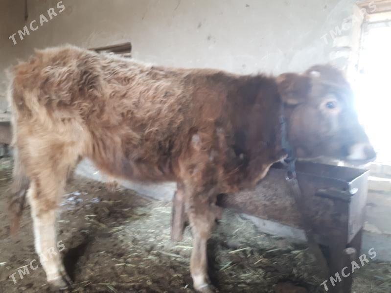 Öküz meydan şwes - Векильбазар - img 1