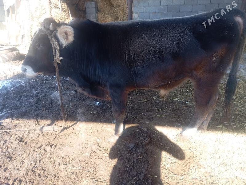 öküz - Änew - img 1