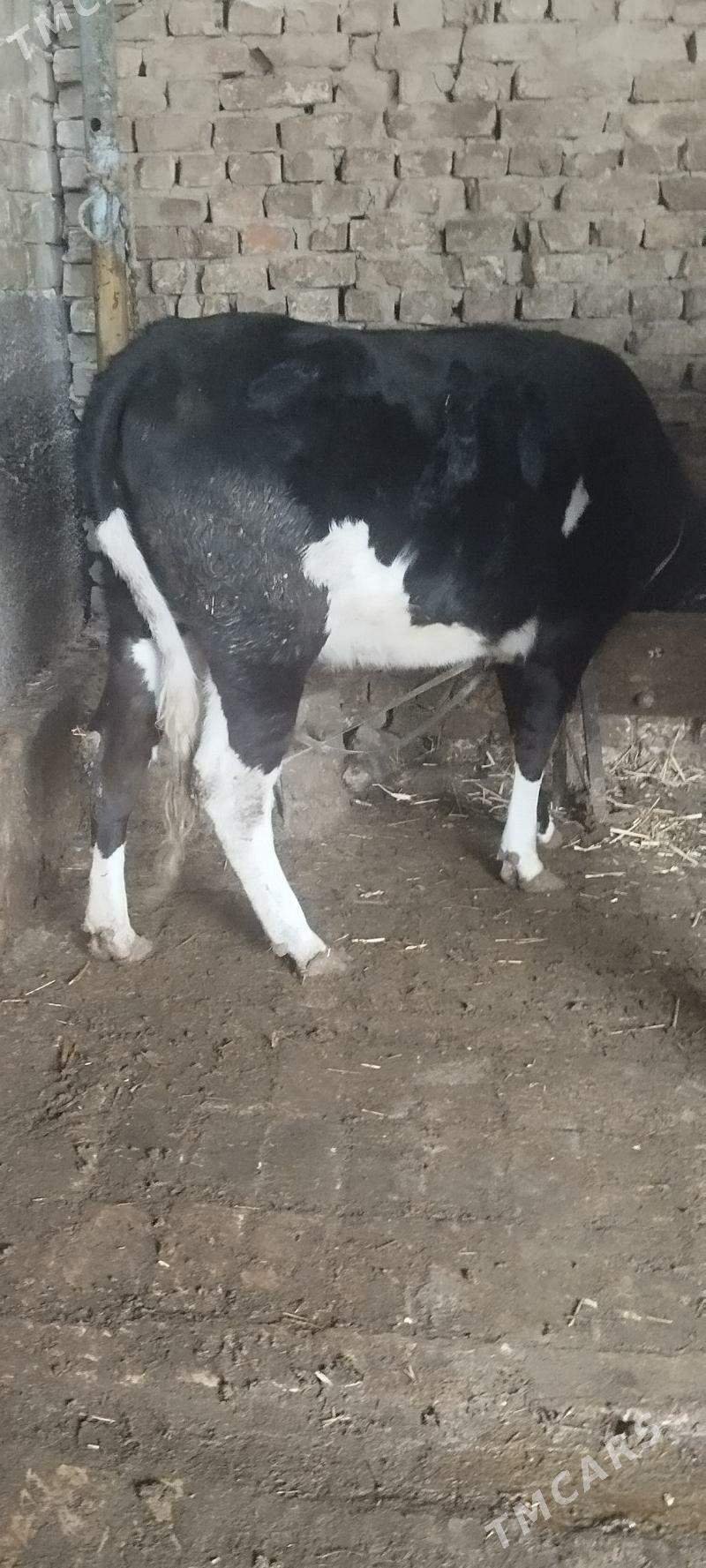 Gibrit tuve - Aşgabat - img 1