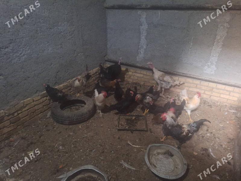 towuk horaz - Туркменабат - img 1