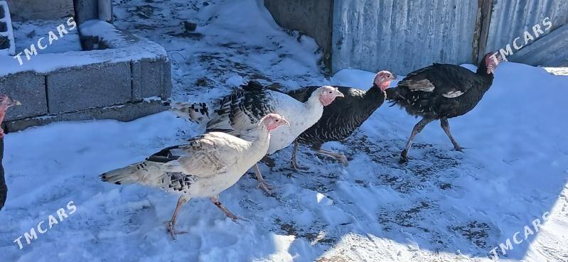 induk - Gökje - img 1