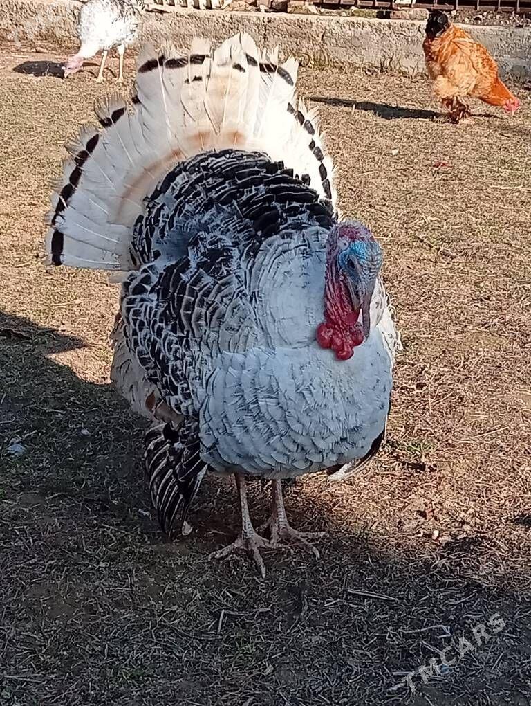 induk - Gyzylarbat - img 1