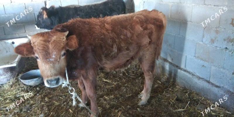 öküz - Ак-Бугдайский этрап - img 1