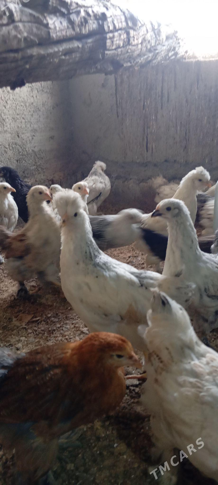 Balgar jüje - Бахарден - img 1