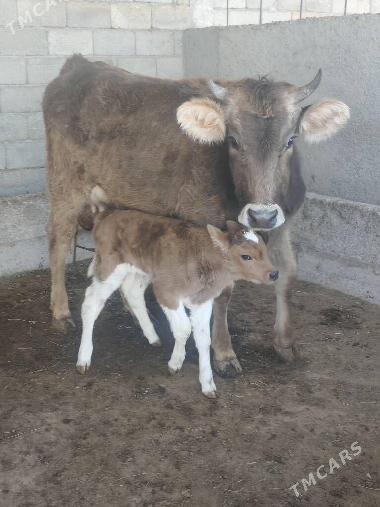 GÕLELÌ SYGYR - Анев - img 1