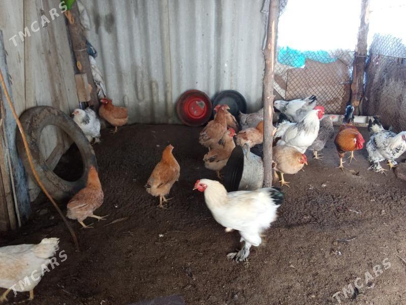 Horaz - Бахарден - img 1