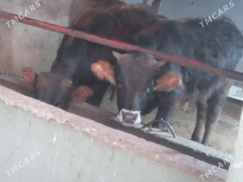 $ibes.2.okiz - Бузмеин - img 1