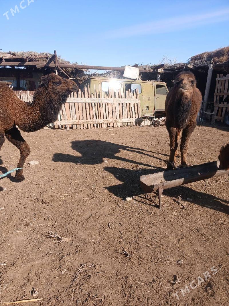 Ogsuk - Туркменбаши - img 1