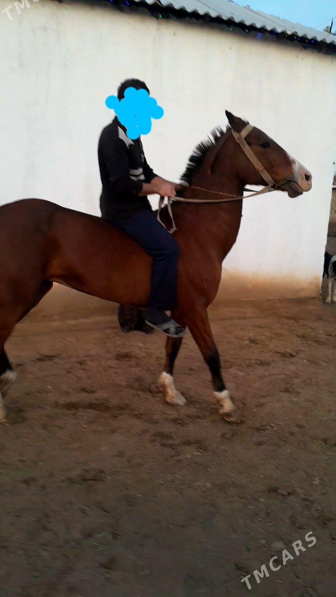 at - Türkmengala - img 1