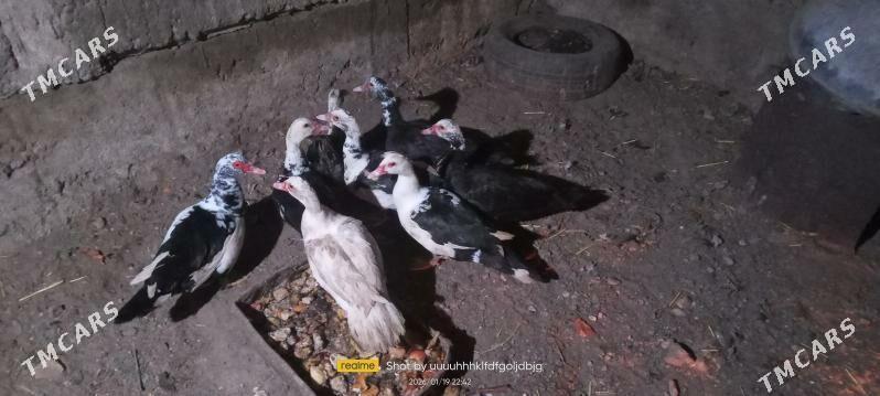 Indushka - Дашогуз - img 1