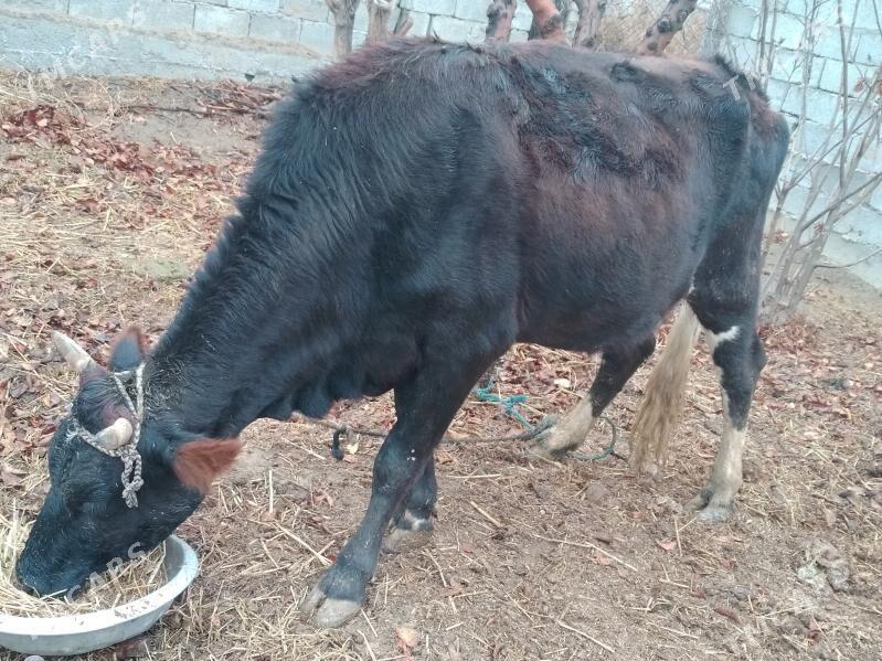 Gysyr sygyrlar 2 sany - Анев - img 1