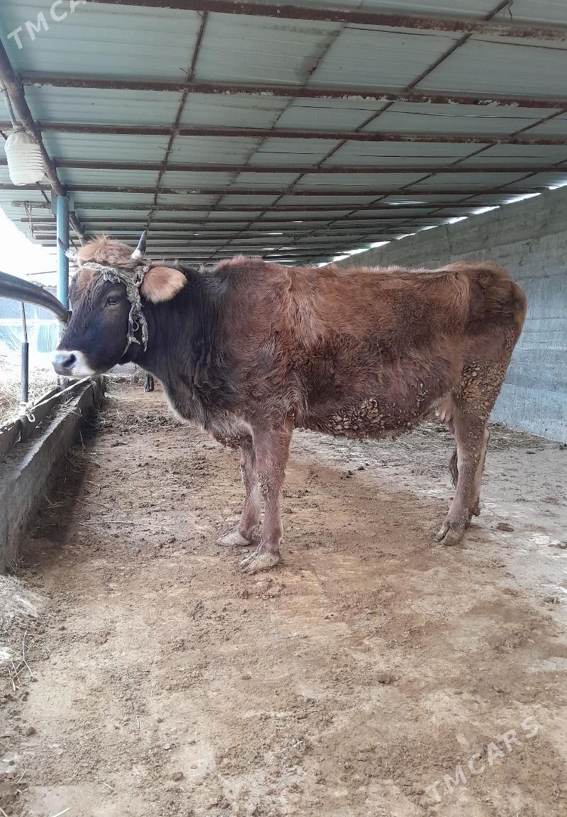 ŞIWET SYGYR - Gökdepe - img 1