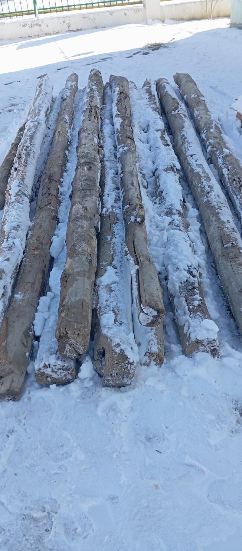 Agac Purus - Gökdepe - img 1