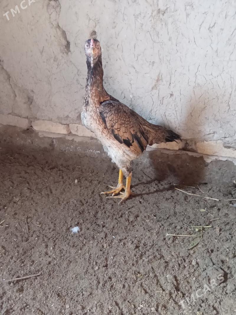 Tawyk - Шабатский этрап - img 1