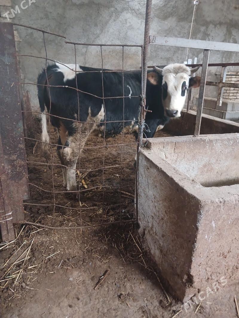 okuz - Яшлык - img 1