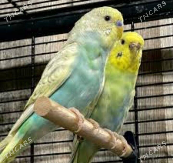 popugay kletka popugay - Aşgabat - img 1