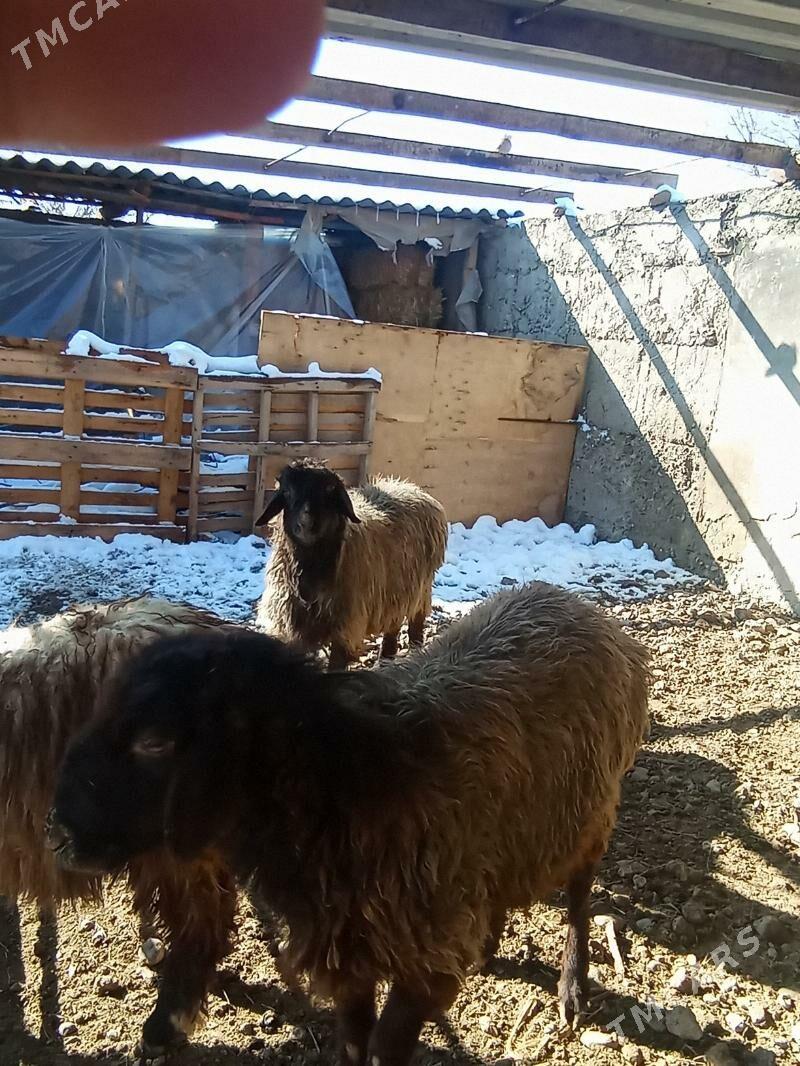 Goýun - Gypjak - img 1