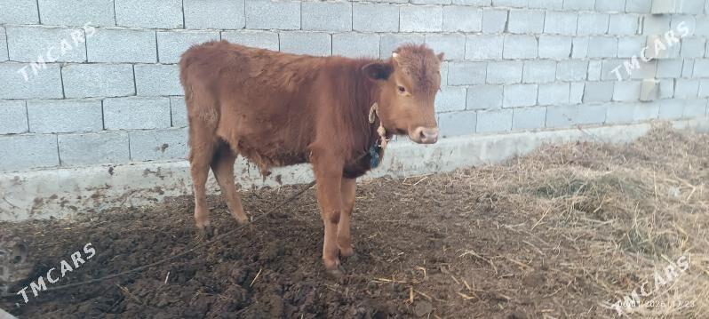 öküz - Bäherden - img 1