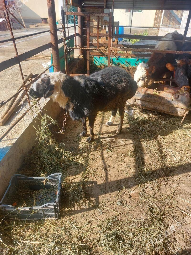 Goç gisar - Büzmeýin - img 1