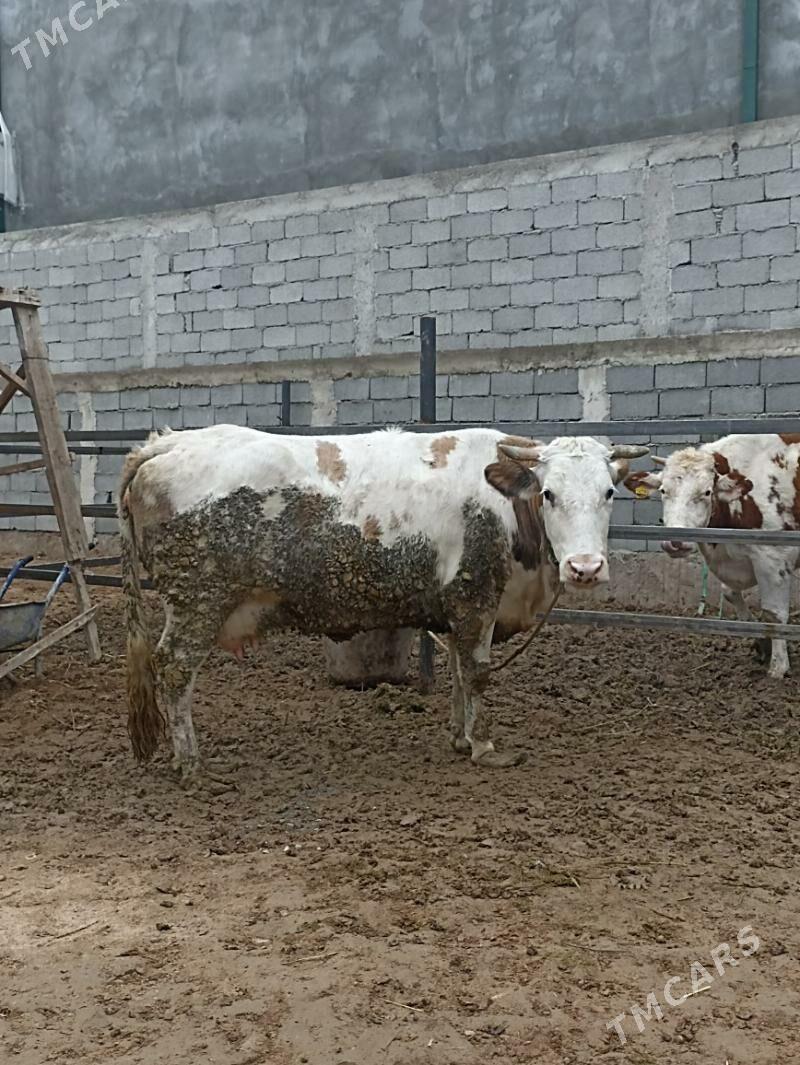 SIMENTAL BOGAZ SYGYR - Aşgabat - img 1