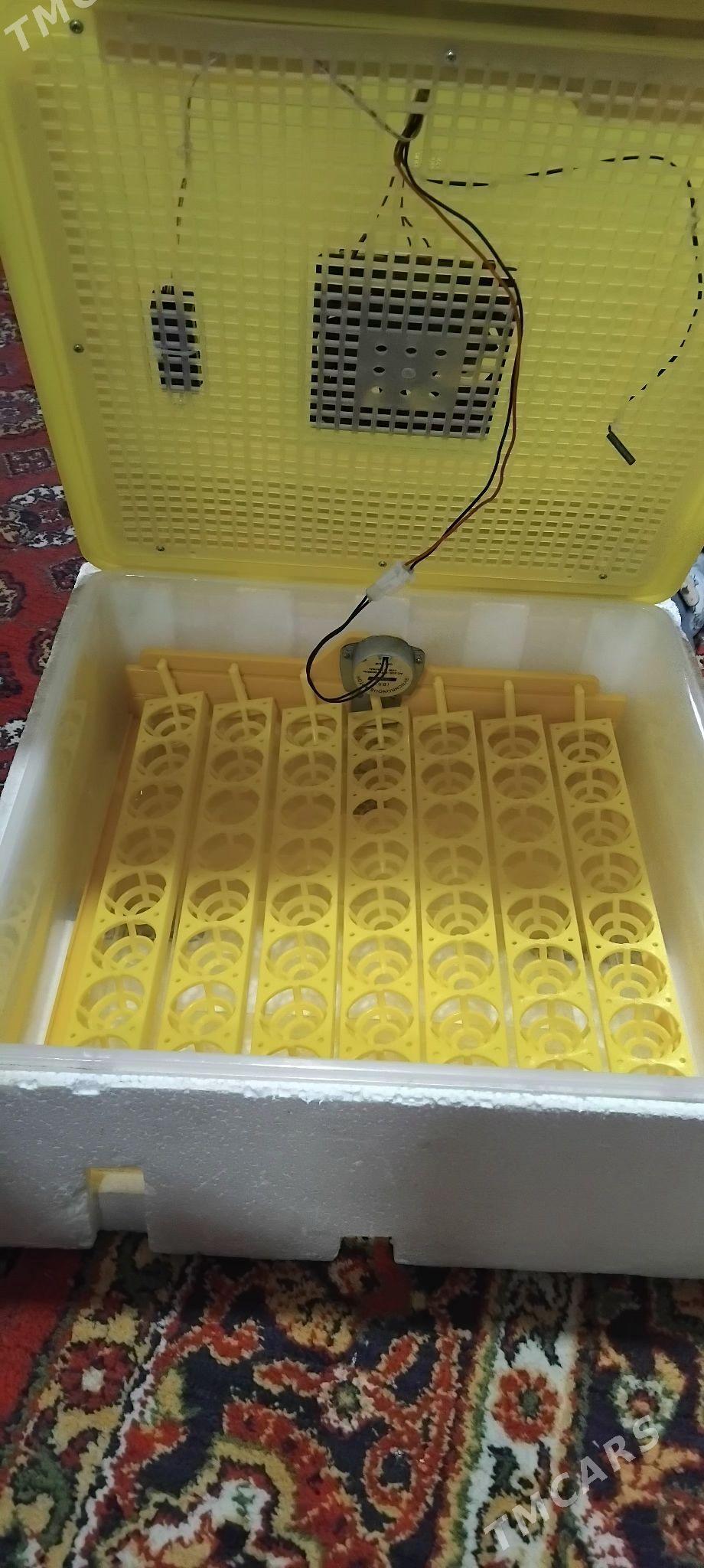 inkubator, инкубатор - Gurbansoltan Eje - img 1