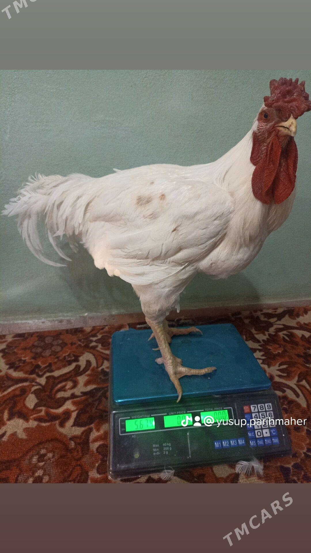 gigant tuvuk ýumurtga - Мары - img 1