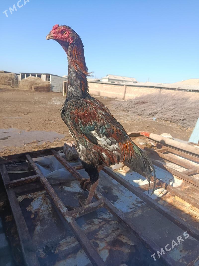 taşkent horaz - Теджен - img 1