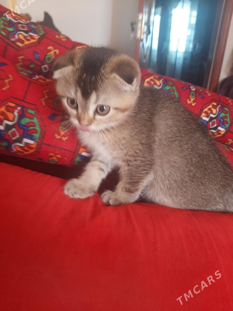 золотая шиншила - Aşgabat - img 1