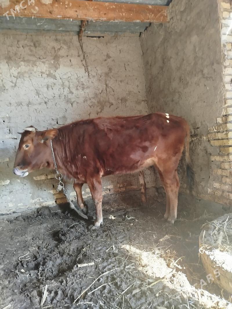 Guzlamadyk gulajyn - Сакарчага - img 1