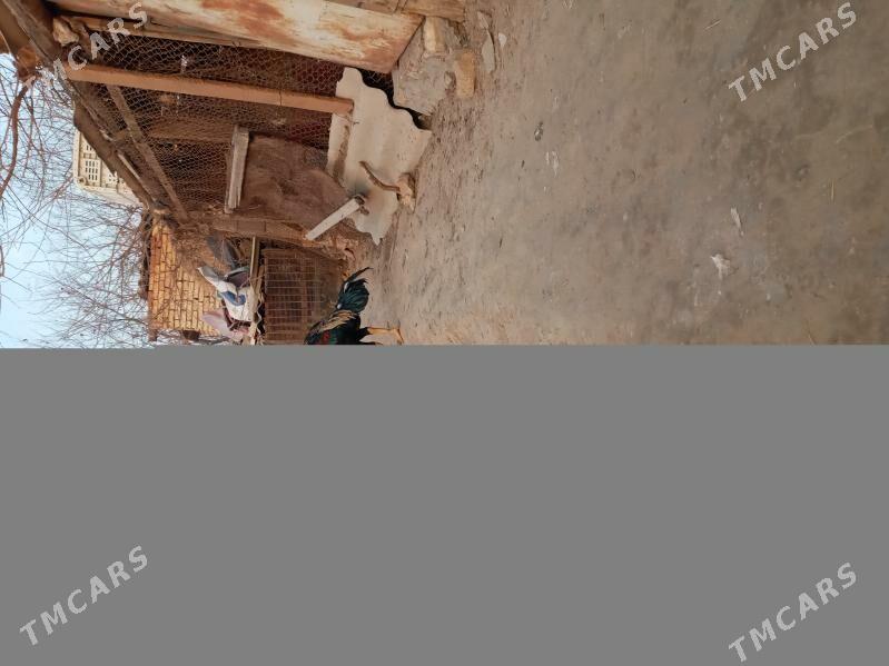 horaz - Мургап - img 1