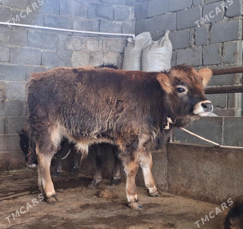 öküz - Ашхабад - img 1