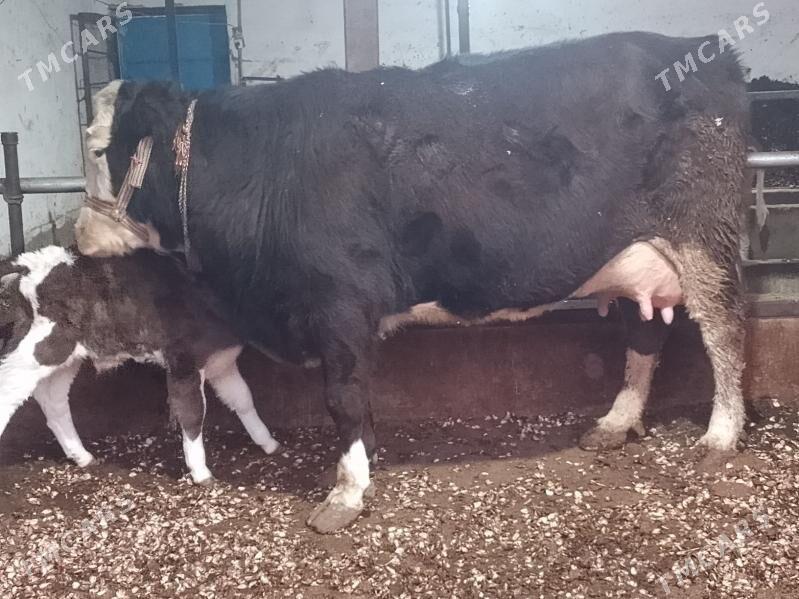 Göleli sgr Göleli sgr - Туркменабат - img 1