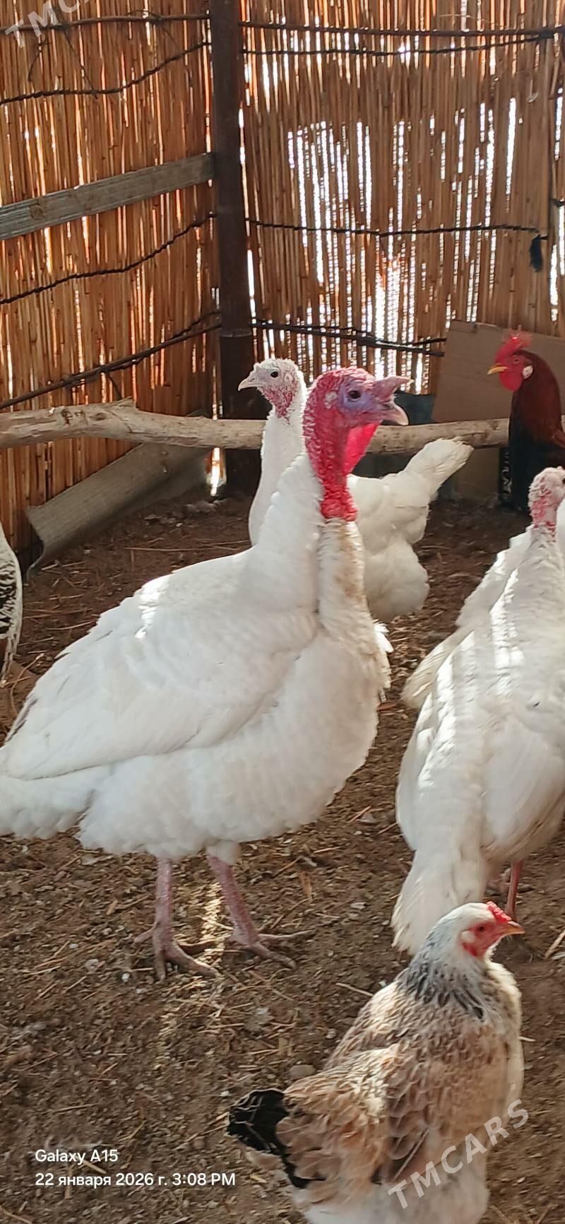 induk towuk juyje - Sakarçäge - img 1