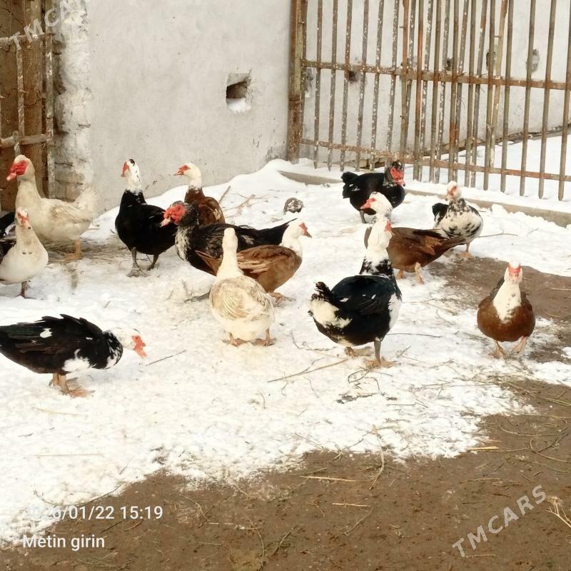 Ördek gazlar - Çärjew - img 1