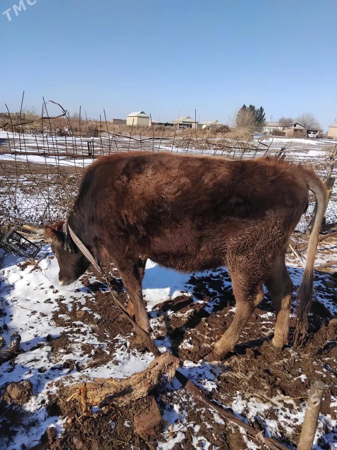 bakylan tuwe - Tejen - img 1