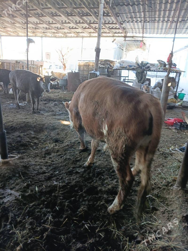 öküz - Ак-Бугдайский этрап - img 1