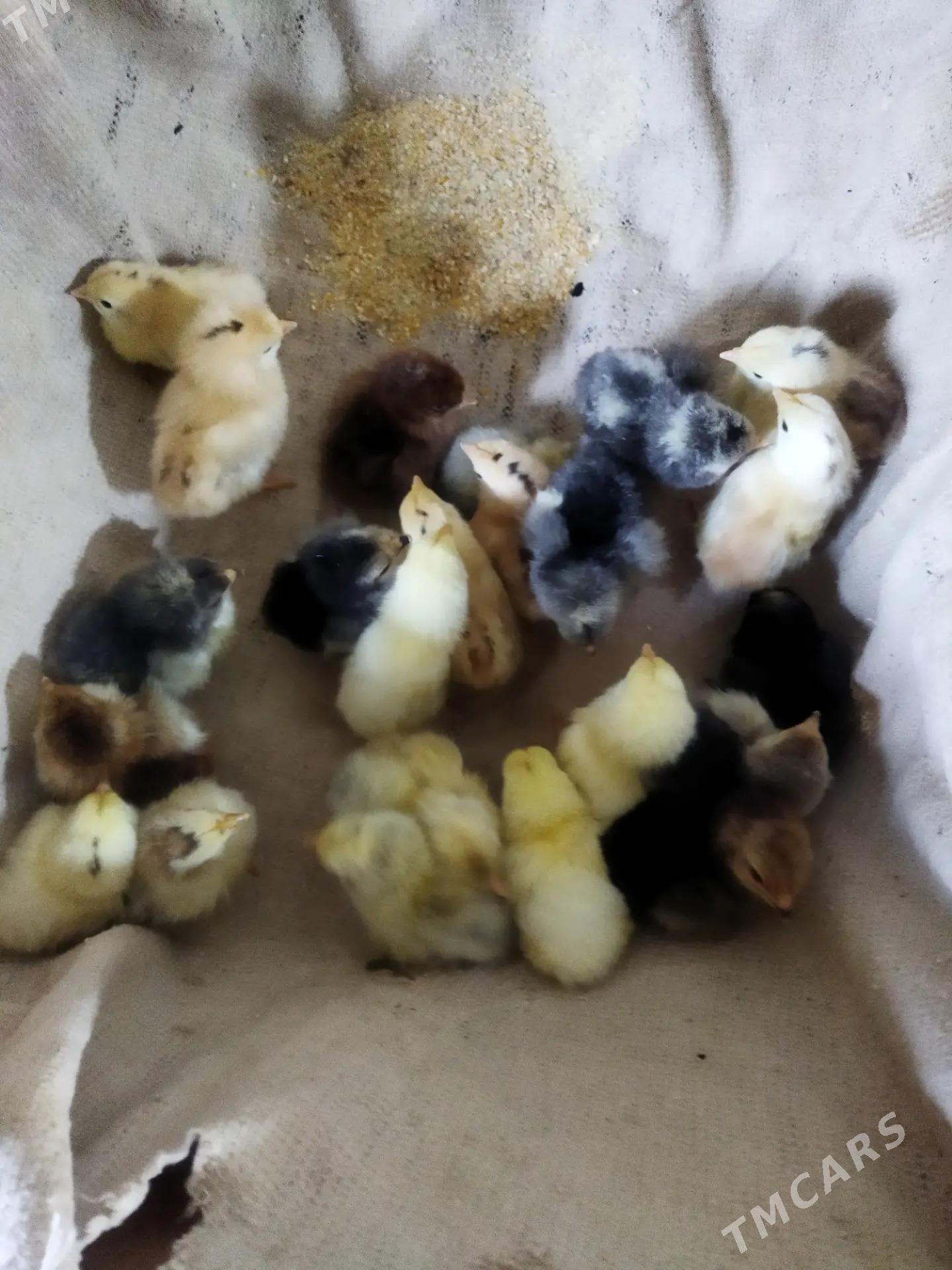 brama - Dänew - img 1