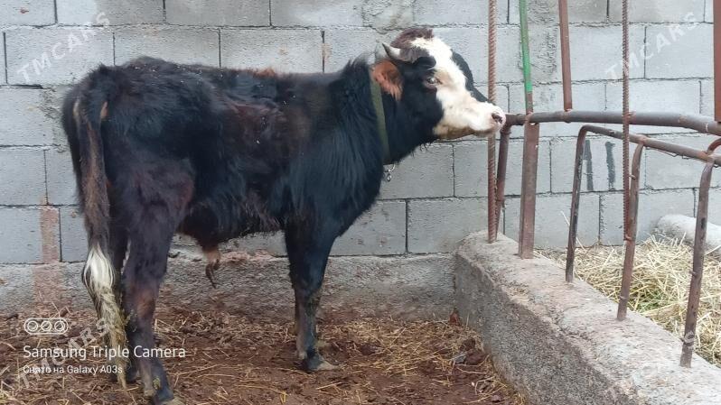 OKUZ - Gökdepe - img 1