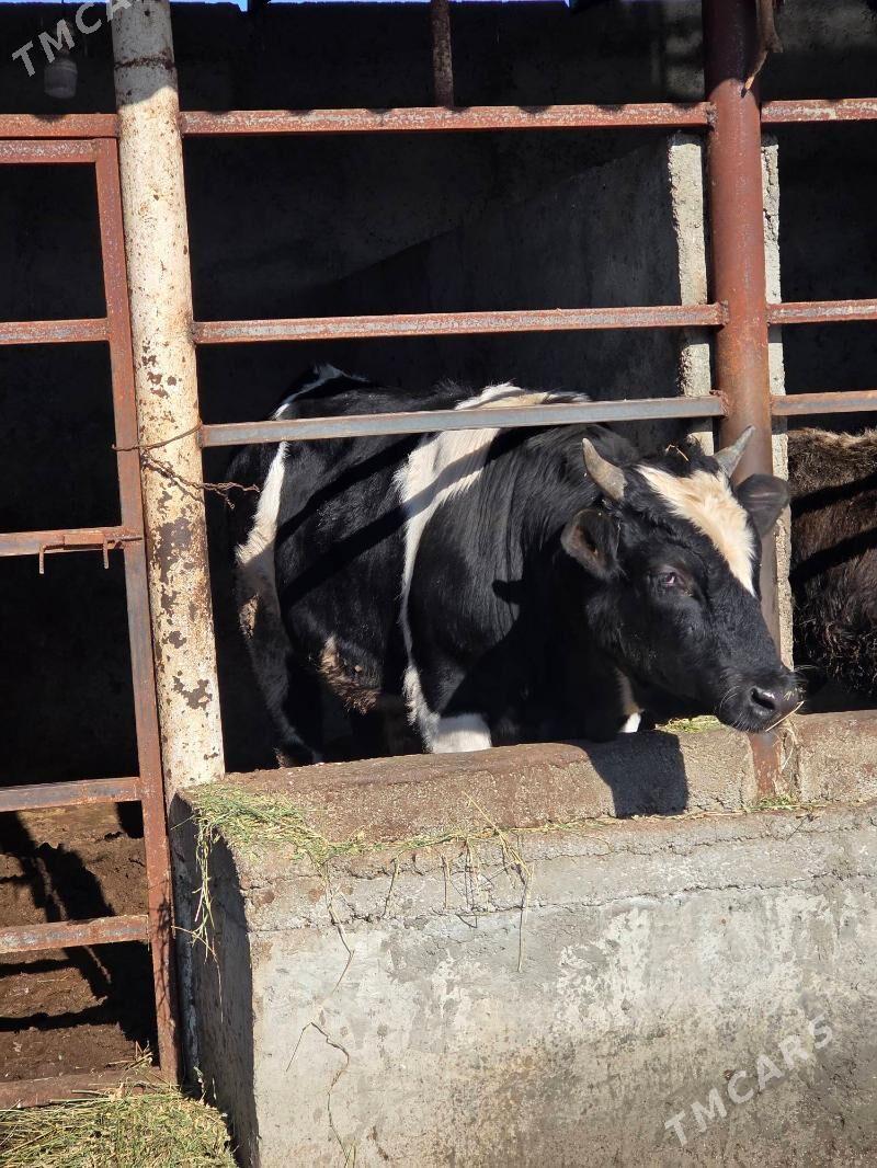 Ala okuz gibrit - Büzmeýin - img 1