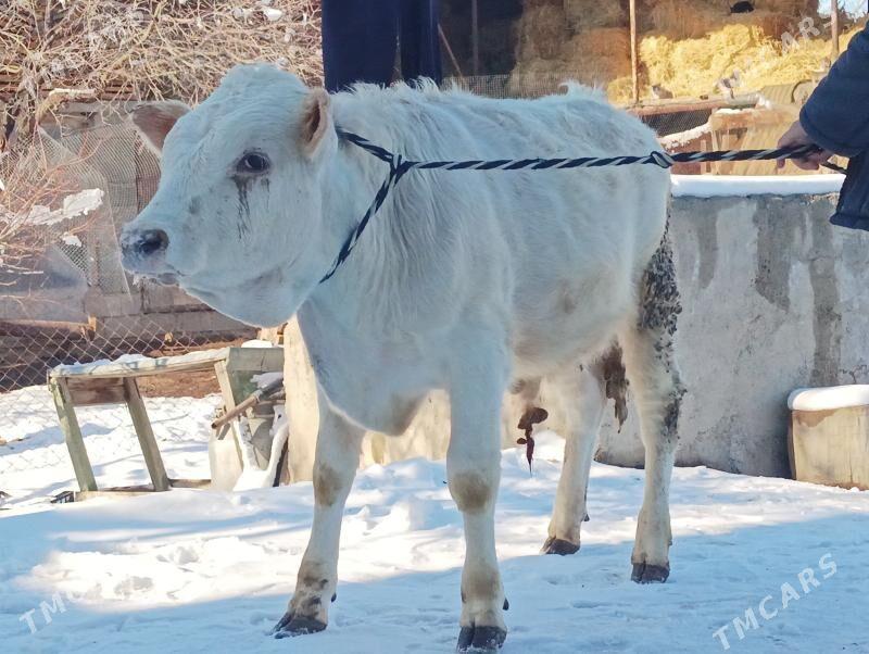 öküz - Büzmeýin - img 1