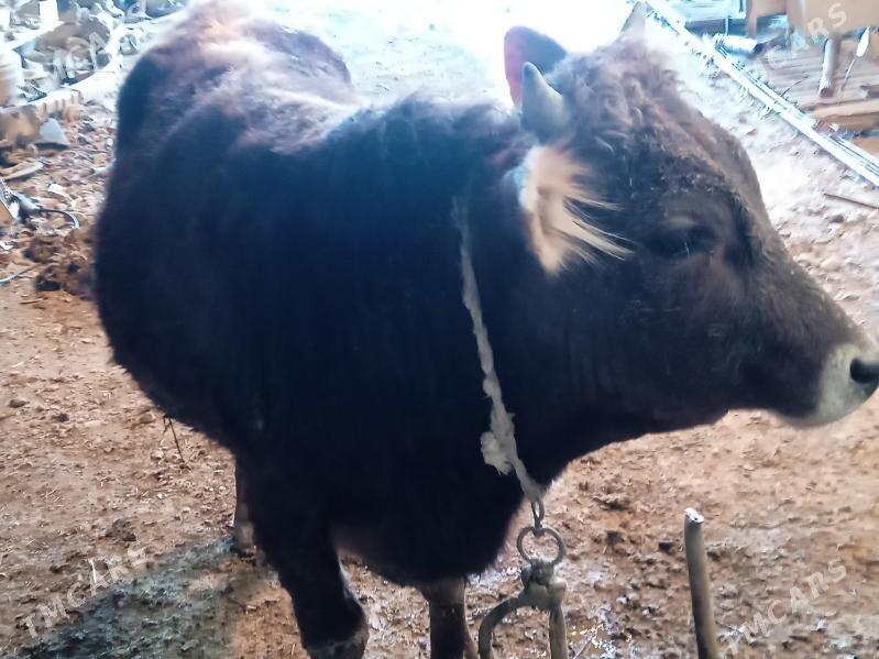 okiz - Bäherden - img 1