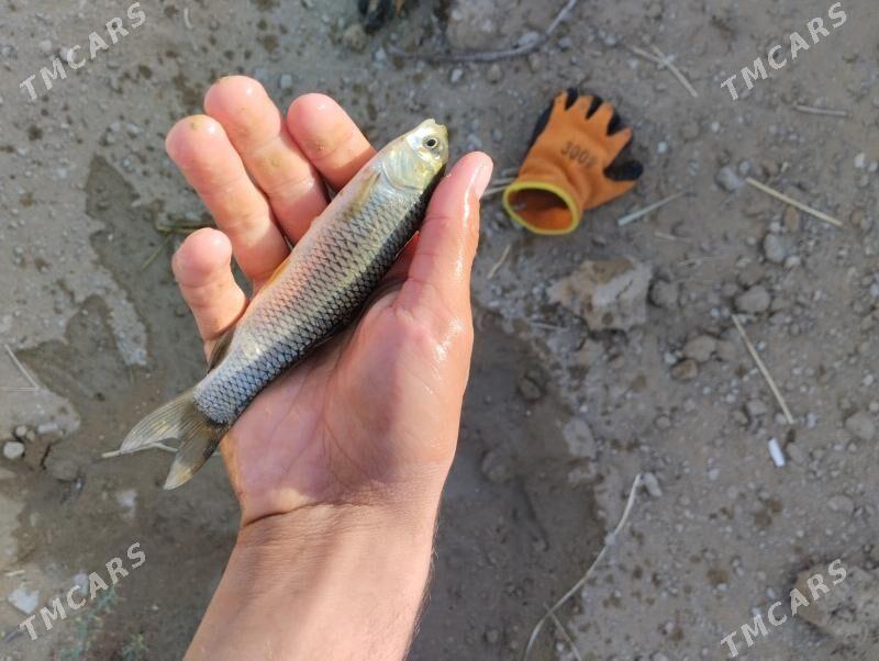 Malýok Малйок - Ак-Бугдайский этрап - img 1