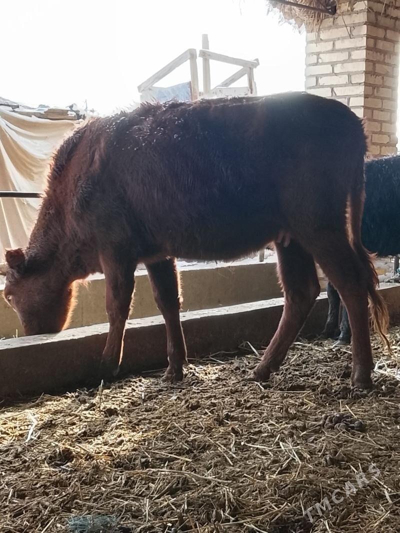 bogaz sygyr - Dänew - img 1