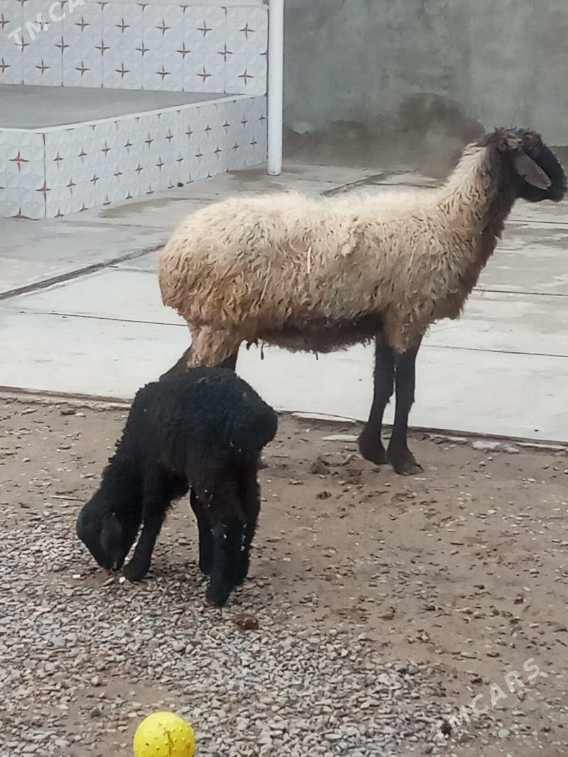 guzuly goyun - Mary - img 1