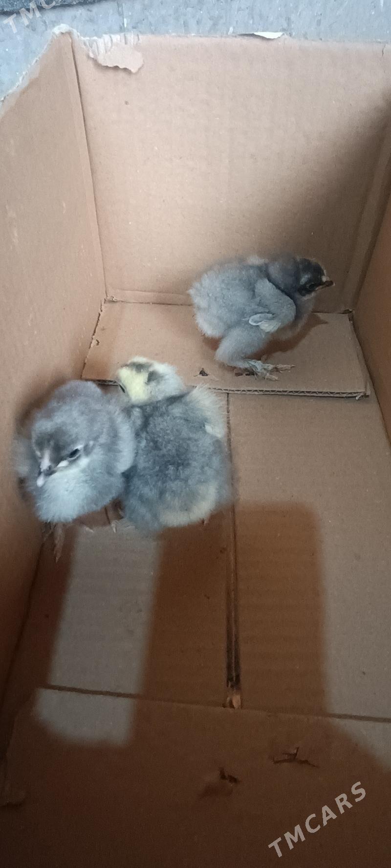 brama juje - Туркменабат - img 1